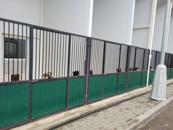 ВСЕ ЩЕНКИ ПРИЮТА